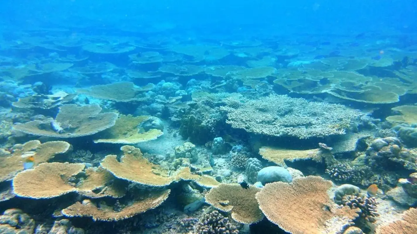 Banana Reef.webp