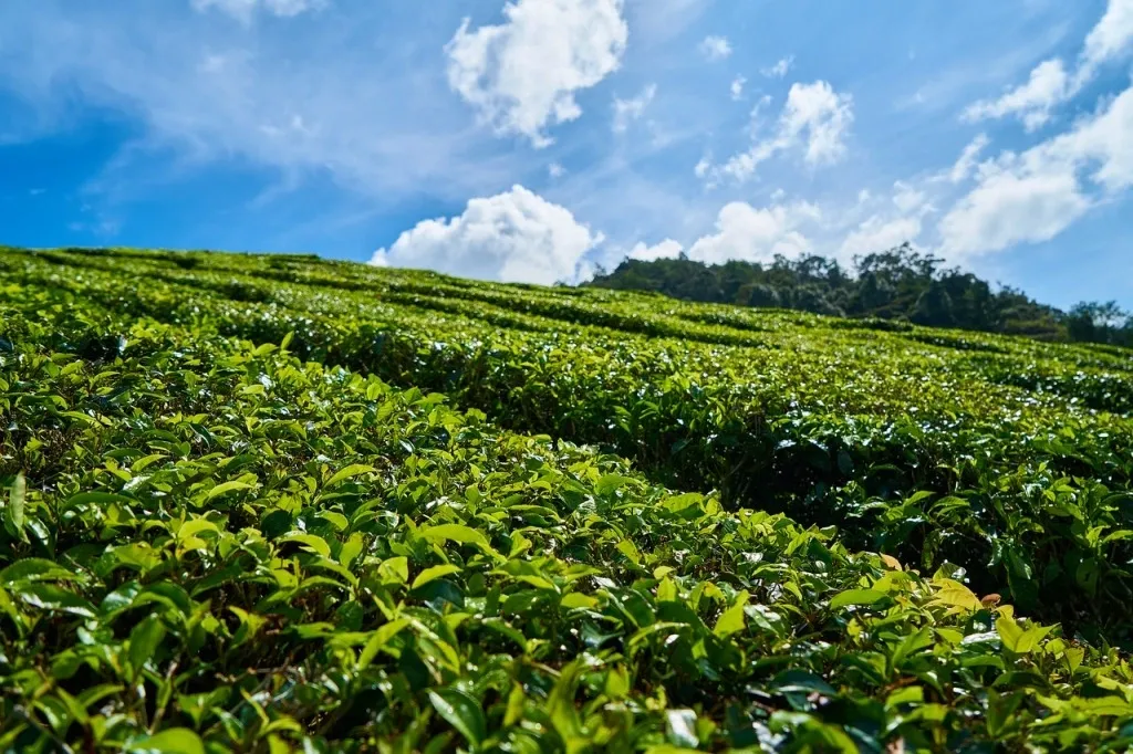 Chowgan Tea Lawn in bir billing, himachal pradesh.webp