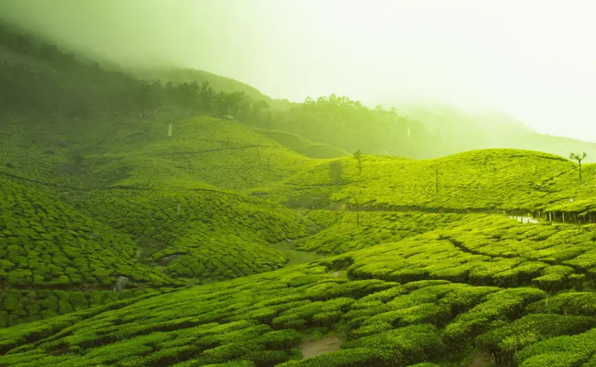 Escape to the Hills - Munnar or Wayanad in Kerala.webp