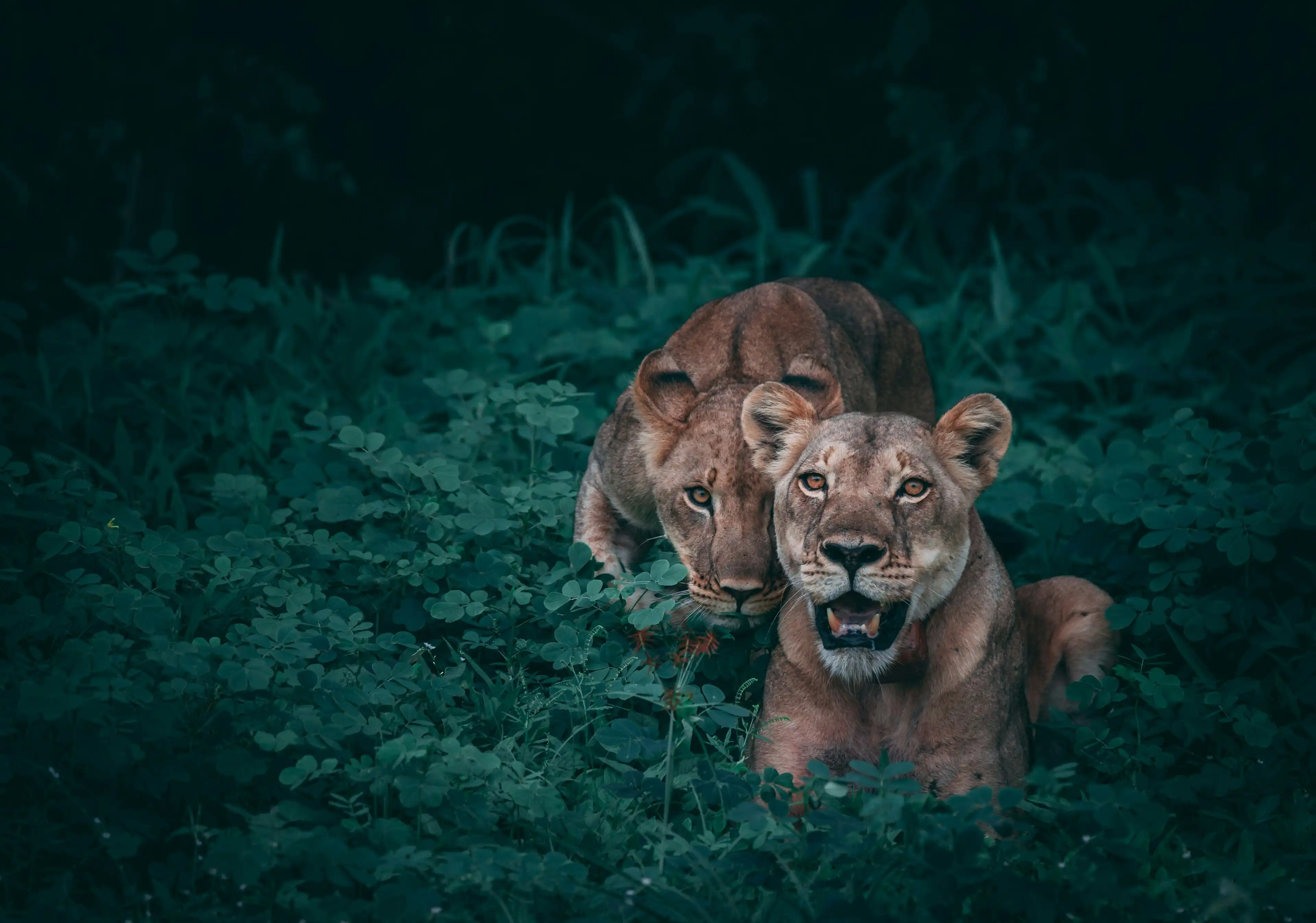 Explore Kalatop Wildlife Sanctuary in Dalhousie.webp