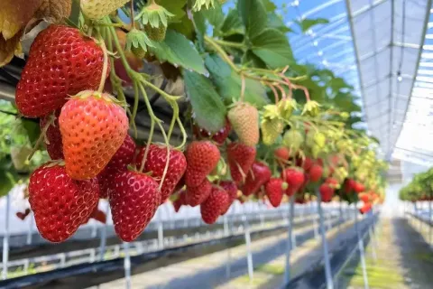 Explore the Strawberry Farms.webp