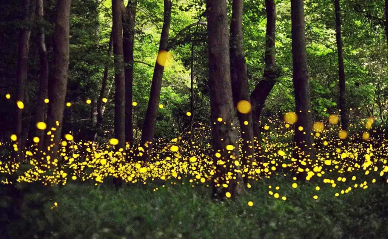 Fireflies Festival.webp