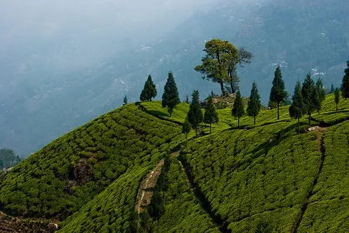 Happy Valley Tea Estate in Darjeeling in May.webp