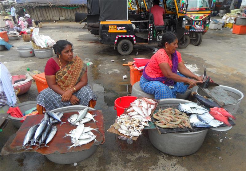 Learn About the Local Fishing Culture in Vizhinjam.jpg