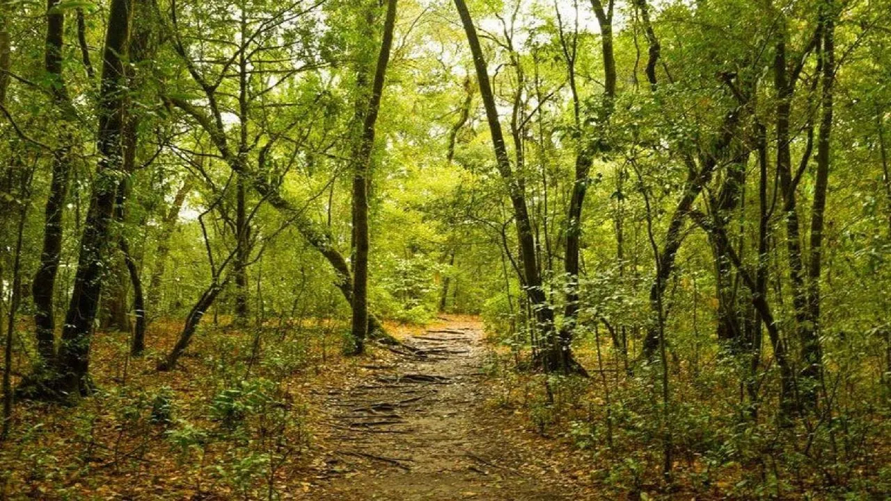 Mawphlang Sacred Forest in Shillong Peak.webp