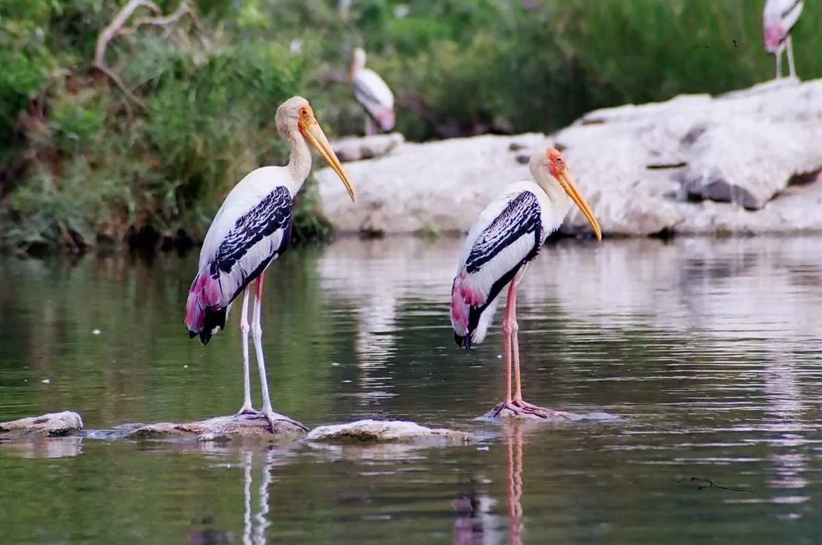 Ranganathittu Bird Sanctuary in Karnataka.webp