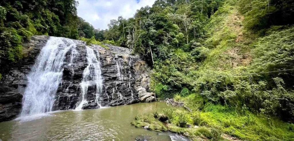 Spot Local Flora and Fauna in Abbey Falls.webp