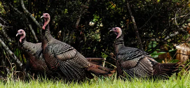 Turkey.webp