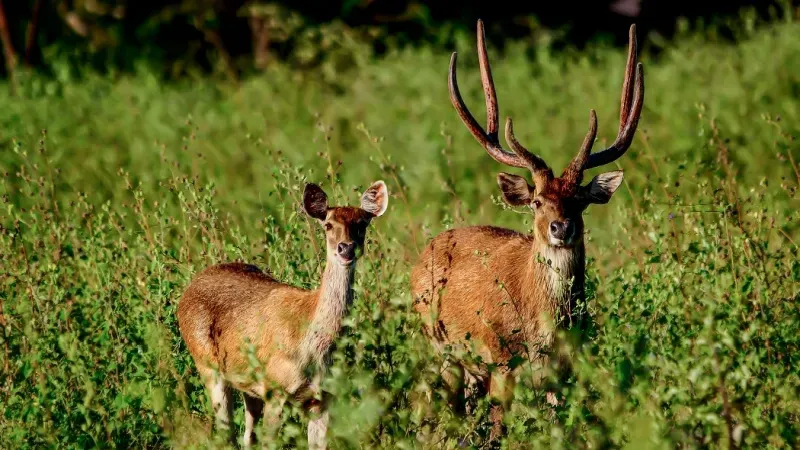 Wildlife Safaris - Enjoy the Diversity of Kerala