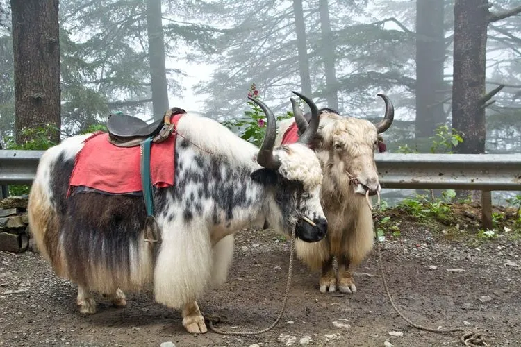 Yak Rides in kufri, himachal pradesh.webp